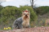YORKSHIRE TERRIER 009